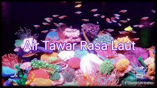 Relaksasi Aquascape Air Tawar || Rasa Air Laut