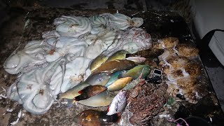 【34㎏超】巨大タコがうじゃうじゃいる海で潜った結果、、、