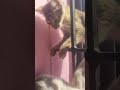 Cat funny Fight