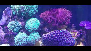 Baby Picasso Trigger Fish