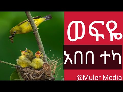ወፍዬ አበበ ተካ Abebe Teka አበበተካ Mulugetatesfaye Music