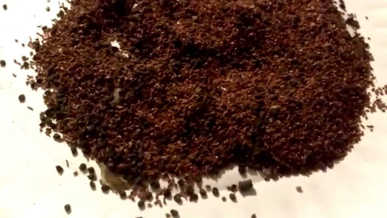 Seeds.Eucalyptus Pulverulenta ( Myrtaceae ).