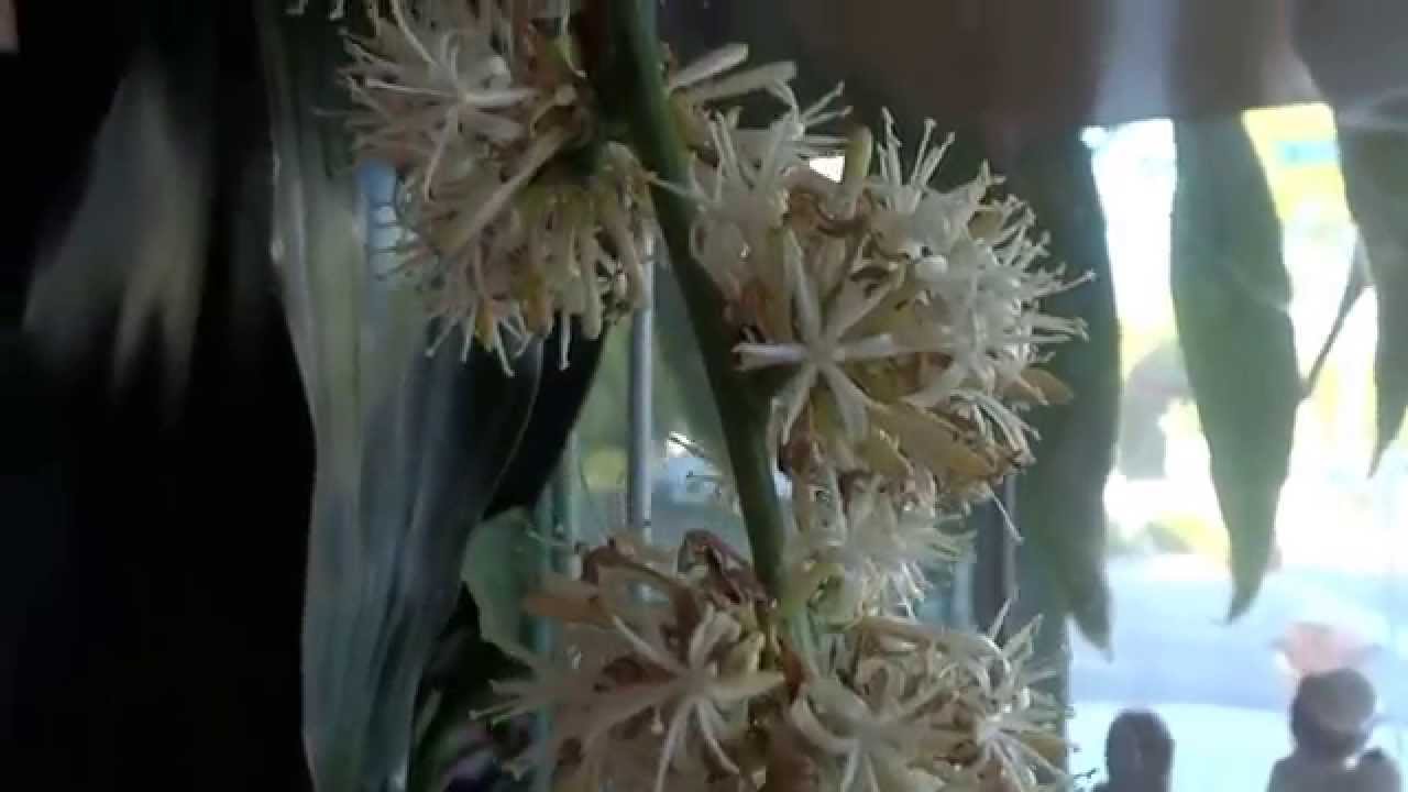 Angel witness Money Tree with Flowers at 2nd Stuffs August 22, 2015