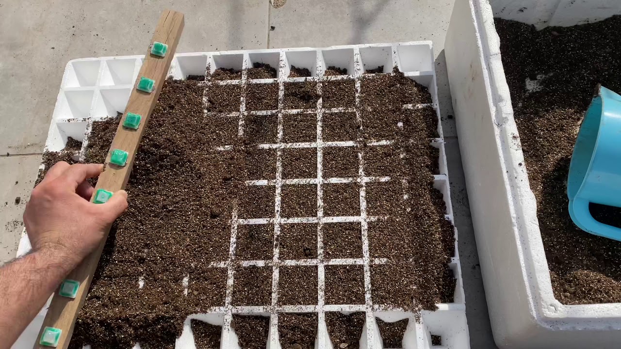 Tohum Ekimi ve Çimlendirme