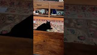 Funny cats videos 😂🐈|Funny cats|Cats video compilation 🐱 #funny #cat #pets #trynottolaugh