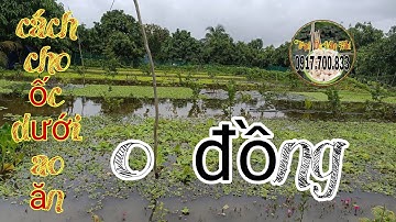 NUÔI ỐC DƯỚI AO ĐẤT KHÔNG CẦN CHO NƯỚC VÔ RA💕TRẠI ỐC VĂN HẢI