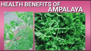 Health benefits of Bitergourd that you must know ampalaya bittergourd healthbene
