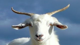 an hour of silence occasionally broken by screaming goat