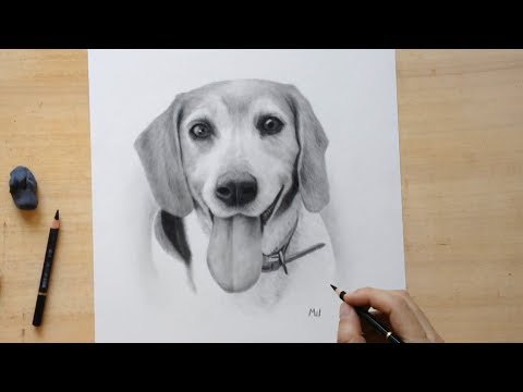 How to Draw a Beagle - Narrated Dog Portrait
