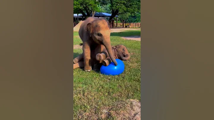 Two Baby Elephants Are Having Fun With A Ball / Very Beautiful Moment.😍 #shorts
