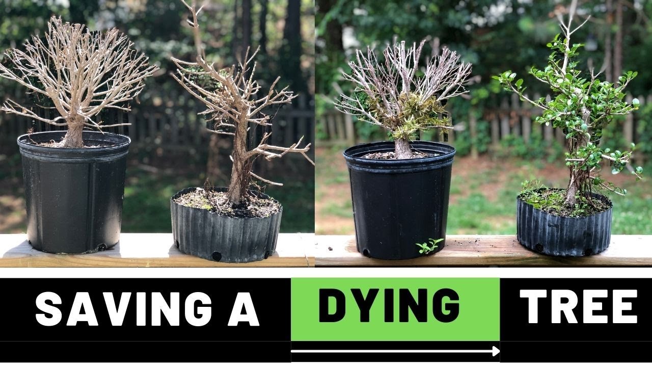 How Do I Bring My Bonsai Tree Back To Life?