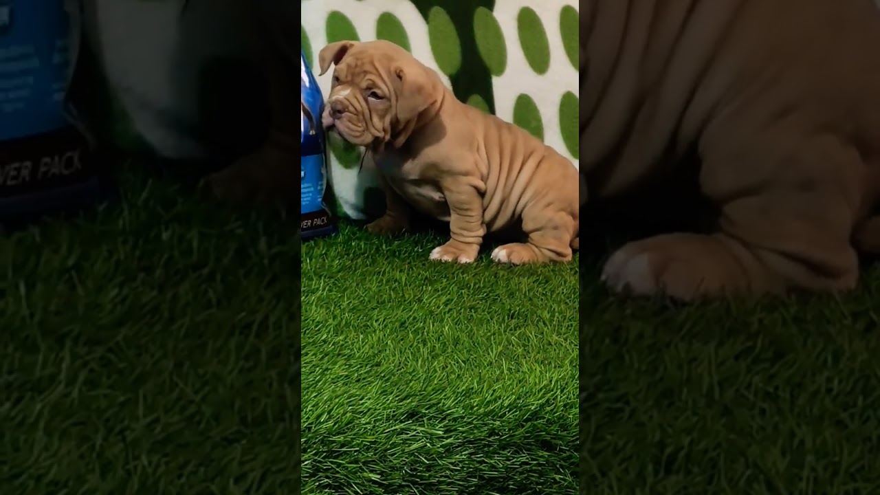 📞 8810623046 American Bully male strong body calm nature trained puppy available for booking