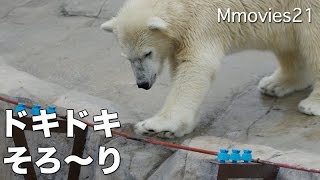 Slowly,Slowly Polar Bear cub そろ〜りと・・電気柵アースチェックするリラ