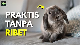 Cara memelihara kelinci di rumah praktis tanpa ribet