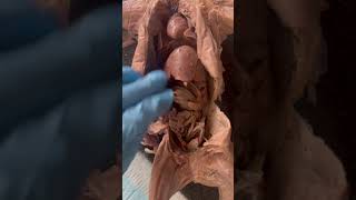 Fetak Pig Dissection BIO 169 B Hinson IMG 6350