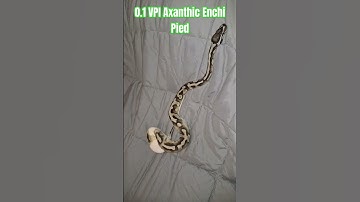 0.1 VPI Axanthic Enchi Pied