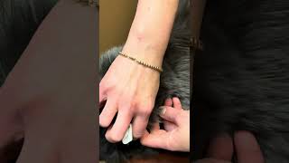 Dr Schell discusses how to clean a cat’s ears gently and effectively! ❤️🤗🐶🐈❤️ by Bow Bottom Veterinary Hospital 24 views 13 days ago 3 minutes, 24 seconds