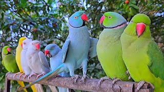 Colourful Parrots Talking Sounds