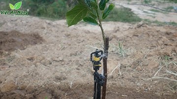 Hệ thống tưới cho cây ăn trái bằng béc bù áp AQ206PC - Ấn Độ