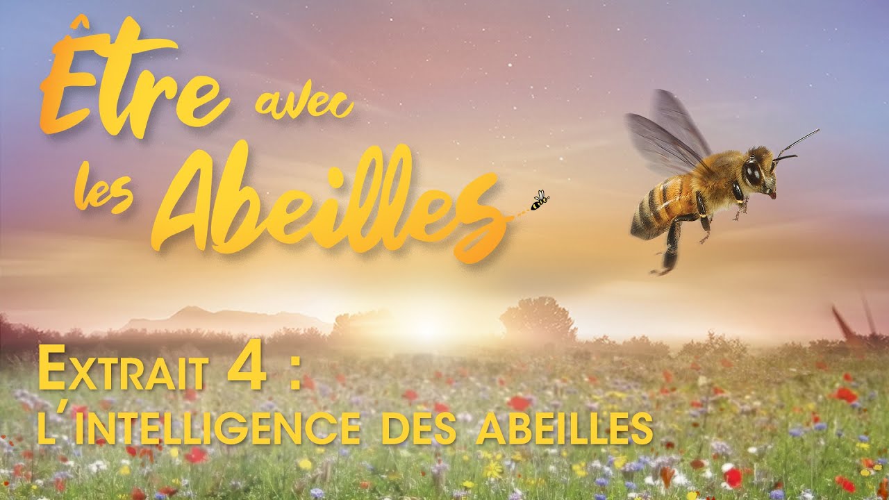 Être avec les Abeilles // Extrait 4 : L'intelligence des abeilles