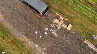 FLIGHT TO THE FINISH  Exploring Wisconsin Pigeon Racing