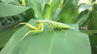 belalang sembah !! #video #nature #lucu