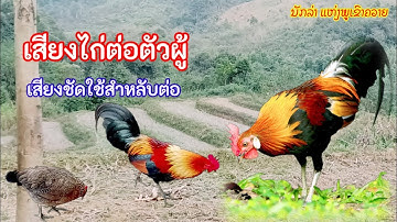เสียงไก่ต่อตัวผู้ เสียงชัดใช้สำหรับต่อ ไก่ป่า | Suab Qaib Qus Qua Zoo Heev | Red junglfowl sound