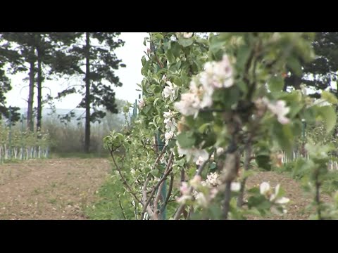 შიდა ქართლში მაისის ბოლომდე ვაშლი, ატამი, ქლიავი და ბალი გაშენდება 30.04.2015