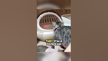 Why Cats Chase Lasers? 🐱