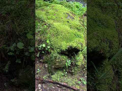 نبات الموس النهري