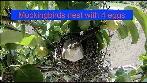 Mockingbird, eggs and nest. Time lapse Part 1/2