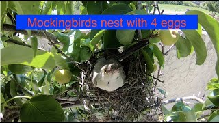 Mockingbird, eggs and nest. Time lapse Part 1/2