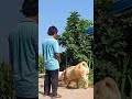 Who met all the friends, Goat Base, recorded the real life of the farmer  Female sheep28