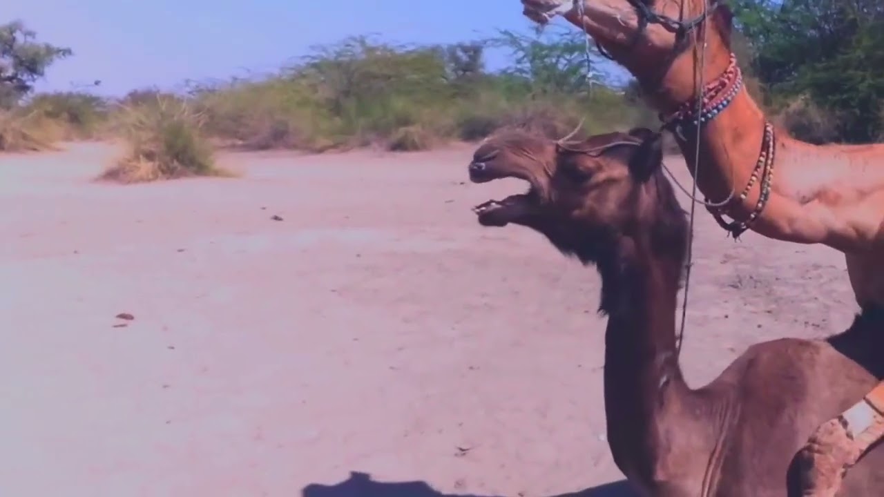 Unbelievable Camel Mating Behavior in the Wild! 