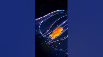 The Fascinating World of Bioluminescence