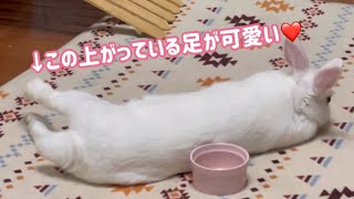 お昼寝中のさくちゃんです