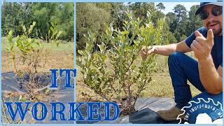 I Told You This Would Fix My Blueberries. Here's the Proof.
