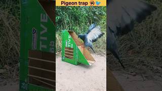 Pigeon a catching comedy video 😀.#shorts #trap #funny #birds #birdtrap #comedy #nature