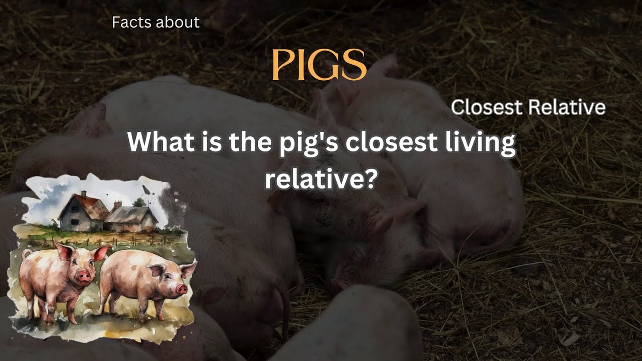 Pig Fact 55 - What is the pig's closest living relative? - YouTube