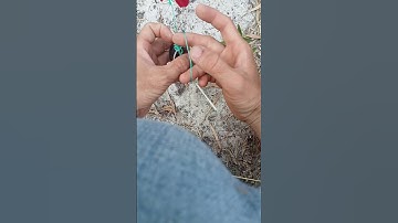 Bẩy kỳ nhông cát Zalo 037 308 1738