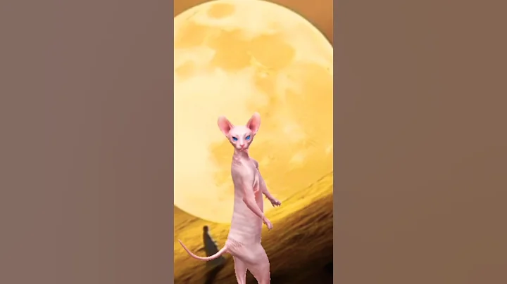 Video 11725861: cat dance funny sphynx, little sphynx cat