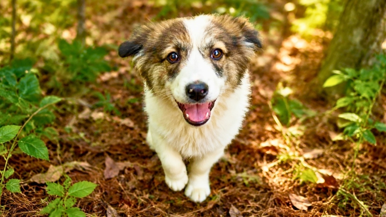 We Rescued a Happy Puppy - YouTube