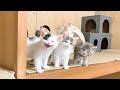 部屋に入ると待ち構えている子猫たち
