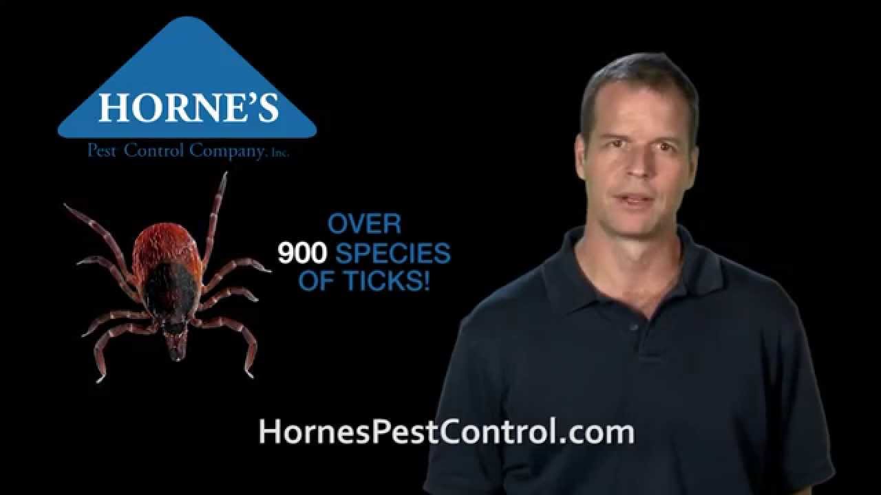Horne's Pest Control Ticks TV Trivia YouTube