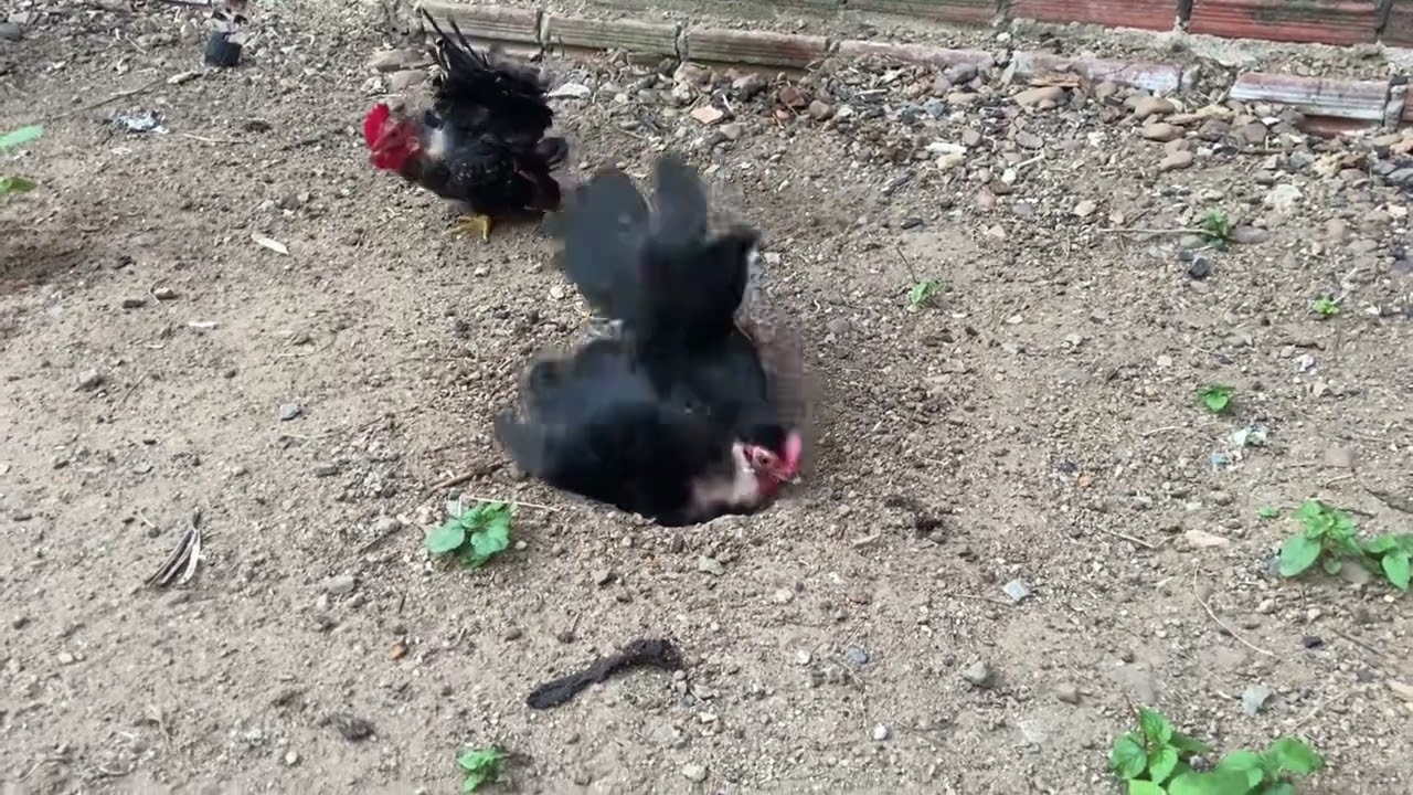 ATUALIZAÇÃO DA MINHA CRIAÇÃO ❤️😃 TEMOS AVES NOVAS NA CRIAÇÃO ❤️😁