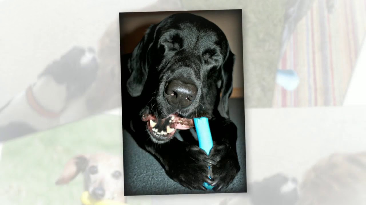 Іграшка для собак Jolly Bone Jolly Pets YouTube