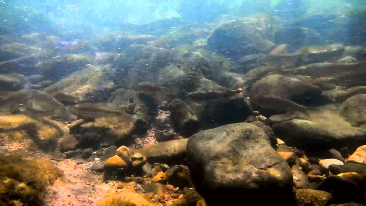 A few Roanoke River suckers