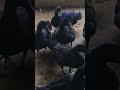 cayuga ducks