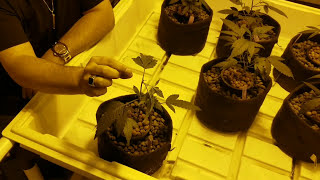 Super Cropping for Beginners: How to Top, Pinch, & Super-Crop Cannabis Plants
