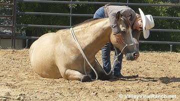 Docs Dualn Pep - laying down, riding bareback in halter! - ValleyViewRanch.net